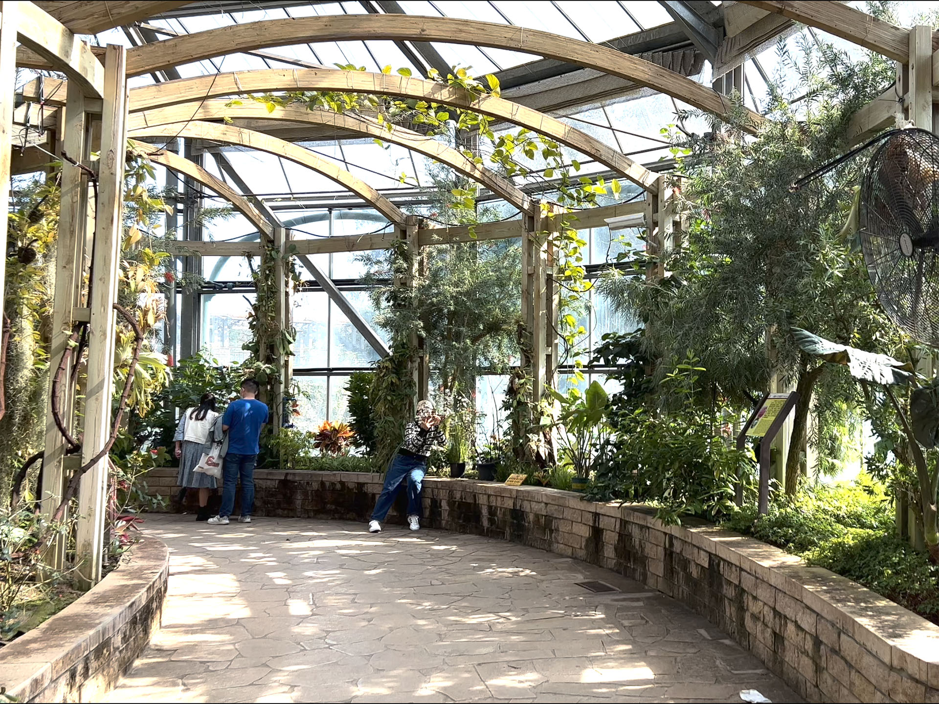 Cactus in Greenhouse